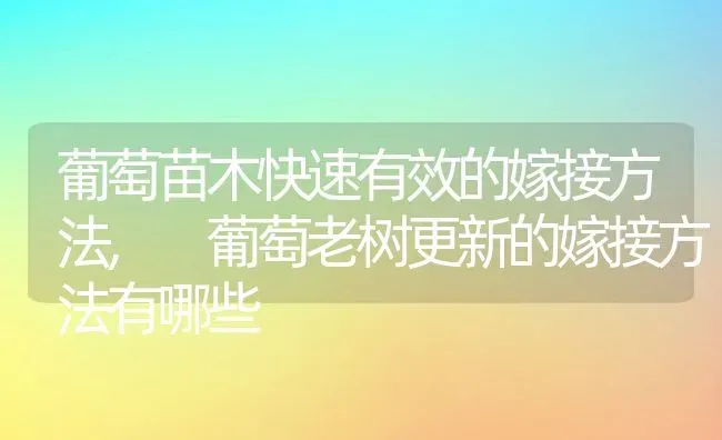 葡萄苗木快速有效的嫁接方法, 葡萄老树更新的嫁接方法有哪些 | 养殖常见问题