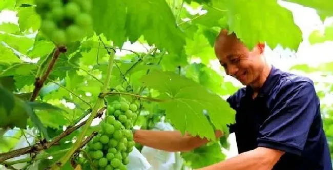 植物常识问题|葡萄什么时候套袋最合适（为什么葡萄要用袋子套起来）