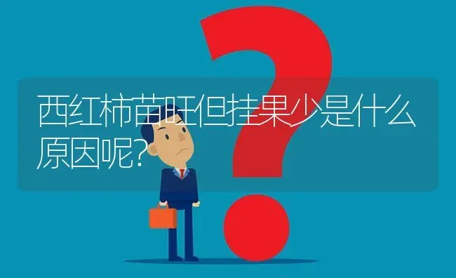 西红柿苗旺但挂果少是什么原因呢? | 养殖问题解答