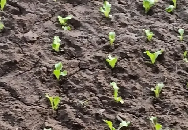 植物常识问题|生菜是撒播还是育苗移栽好（生菜种植需要移栽吗）