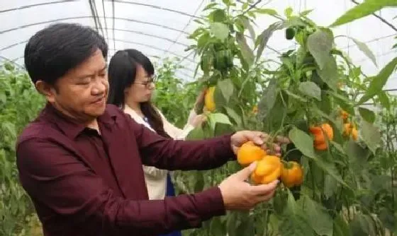 植物常识问题|越夏甜椒怎么提高座果率（甜椒的种植技术与管理方法）