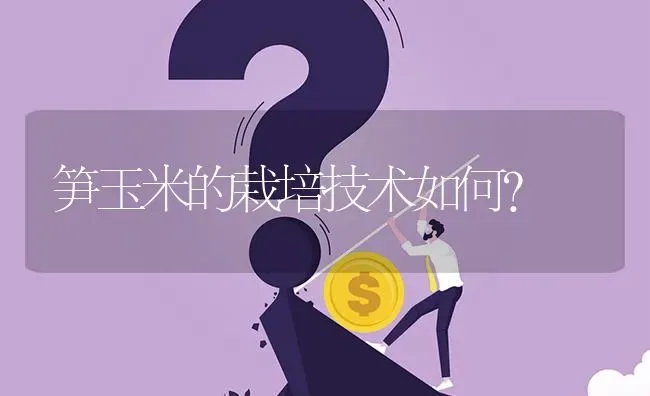笋玉米的栽培技术如何? | 养殖问题解答