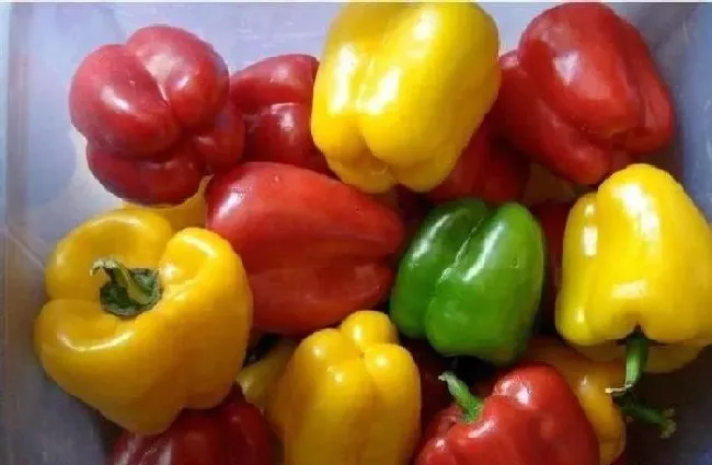 植物常识问题|越夏甜椒怎么提高座果率（甜椒的种植技术与管理方法）