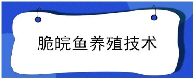 脆皖鱼养殖技术 | 三农问答