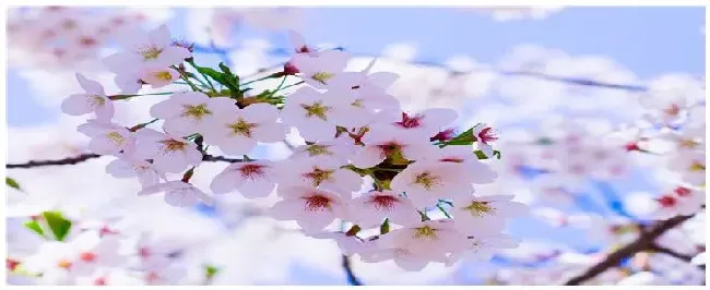 桃花是什么树 | 农业常识