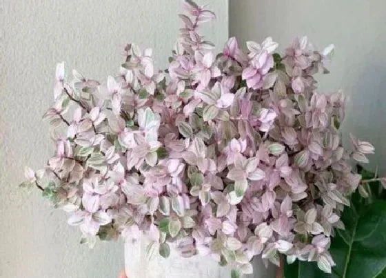 植物常识问题|油画吊兰高温天气如何养护叶片颜色漂亮