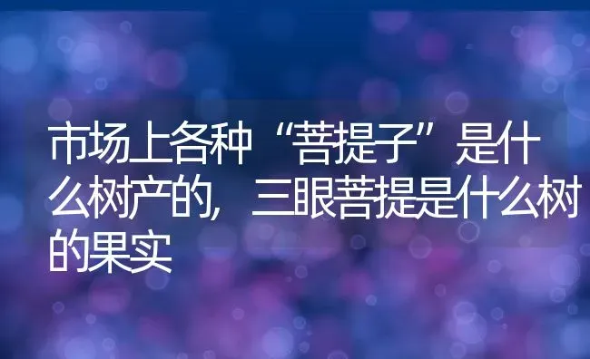 市场上各种“菩提子”是什么树产的,三眼菩提是什么树的果实 | 养殖常见问题