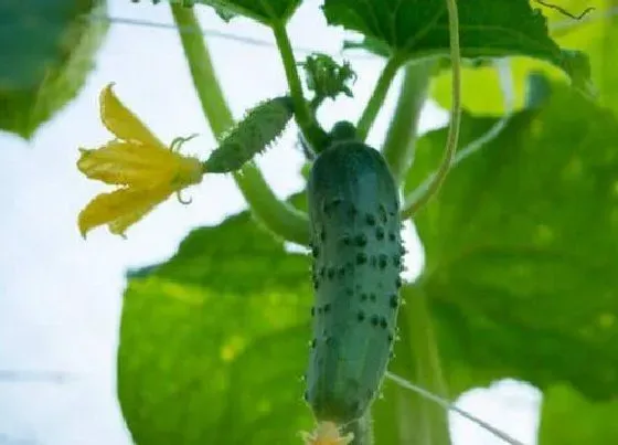 植物常识问题|黄瓜只开花不结瓜是什么原因（黄瓜结瓜少是什么问题）