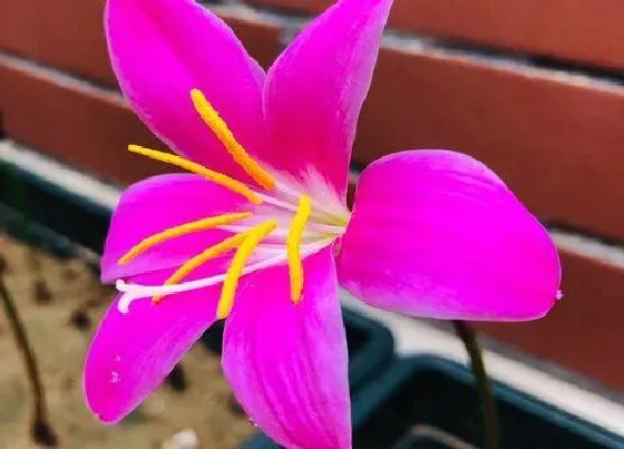 植物常识问题|风雨兰如何养殖花越开越多