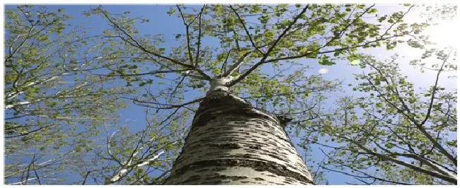 杨树种植技术要点 | 农业问题