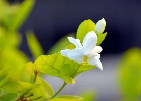 植物常识问题|茉莉花花败后如何处理
