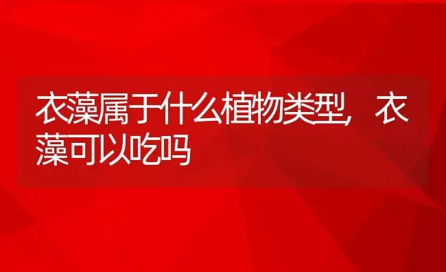 衣藻属于什么植物类型,衣藻可以吃吗 | 养殖常见问题