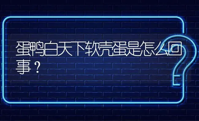 蛋鸭白天下软壳蛋是怎么回事? | 养殖问题解答