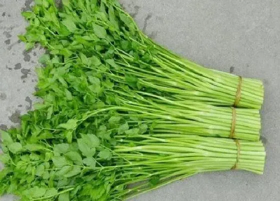 植物常识问题|粗纤维的蔬菜和水果有哪些 高纤维的蔬菜水果食物