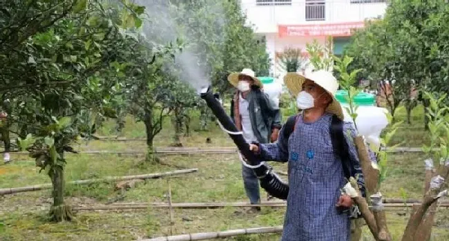 植物常识问题|夏天给果树打药注意事项 （果树喷施农药四点需要注意）