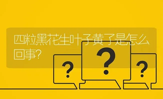 四粒黑花生叶子黄了是怎么回事? | 养殖问题解答