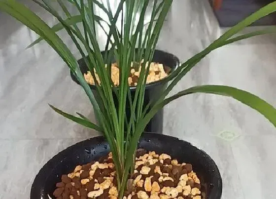 植物常识问题|用什么油养护兰花根系生长好