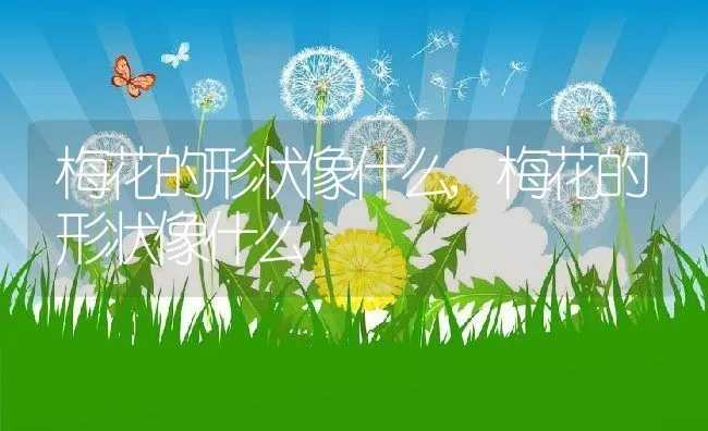 梅花的形状像什么,梅花的形状像什么 | 养殖常见问题