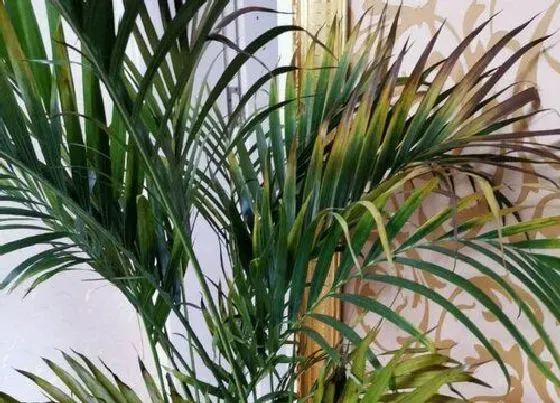 植物常识问题|凤尾竹叶子发黄是什么原因造成的 有黄叶怎么办
