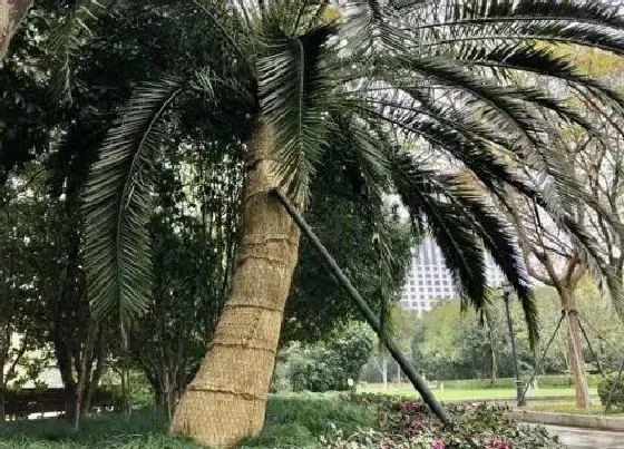 植物常识问题|植物生长的三要素是什么 满足植物生长所必需的条件