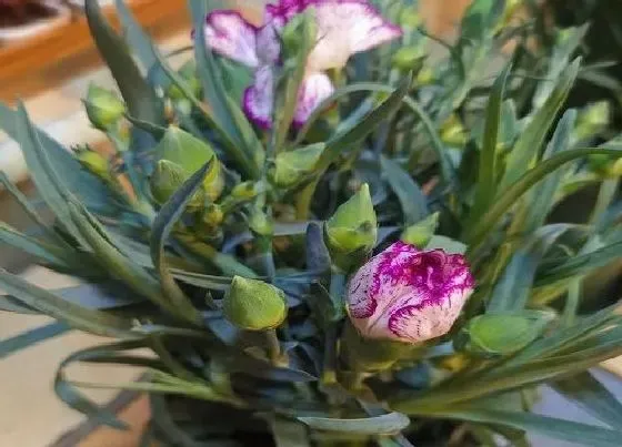 植物常识问题|康乃馨种子的种植方法 康乃馨种子育苗时间和注意事项
