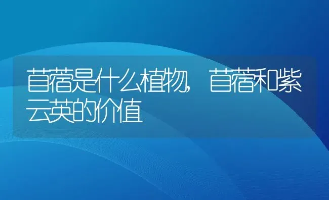 苜蓿是什么植物,苜蓿和紫云英的价值 | 养殖常见问题