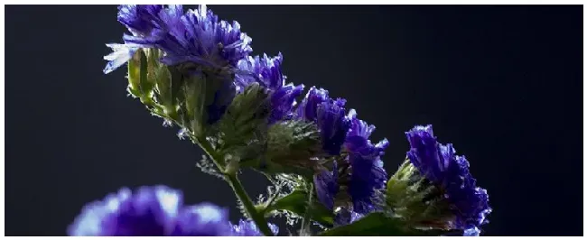 勿忘我花是什么花 | 科普知识
