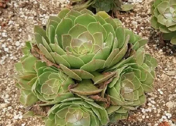 植物常识问题|多肉法师如何安全度夏不烂根