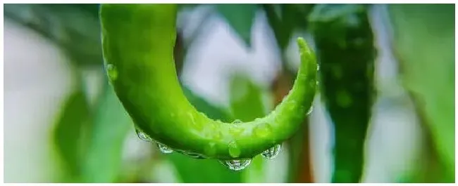辣椒种子催芽方法时间 | 生活常识