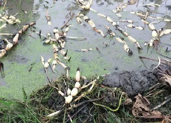 植物常识问题|莲藕什么时候种植最佳 种植技术和季节时间