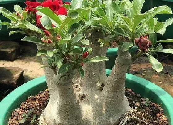 植物常识问题|沙漠玫瑰不长新叶是什么原因引起的