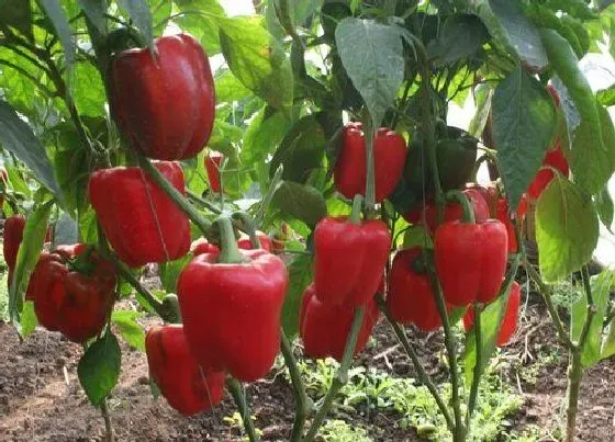 植物常识问题|越夏甜椒怎么提高座果率（甜椒的种植技术与管理方法）