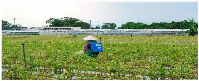 甘草磷除草剂多久见效 | 农业答疑