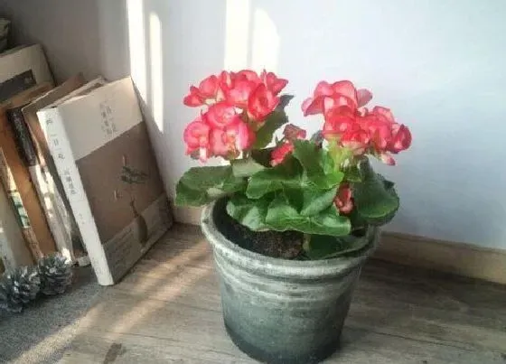 植物常识问题|琴叶榕夏天怎么养护生长旺盛
