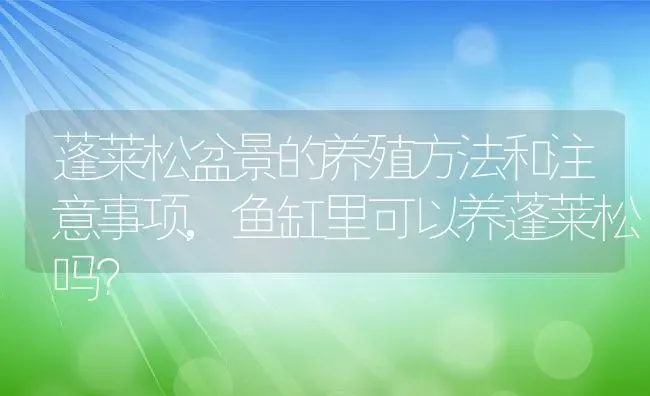 蓬莱松盆景的养殖方法和注意事项,鱼缸里可以养蓬莱松吗？ | 养殖常见问题