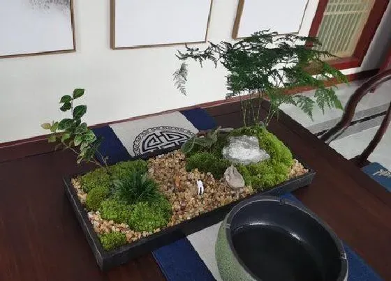 植物常识问题|文竹叶片发黄不生长该怎么解决