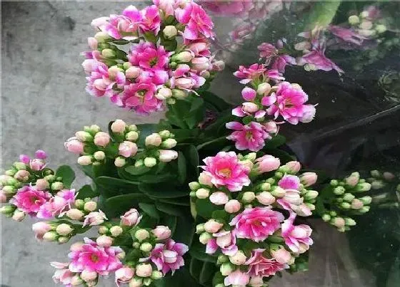 植物常识问题|长寿花正确的浇水方法