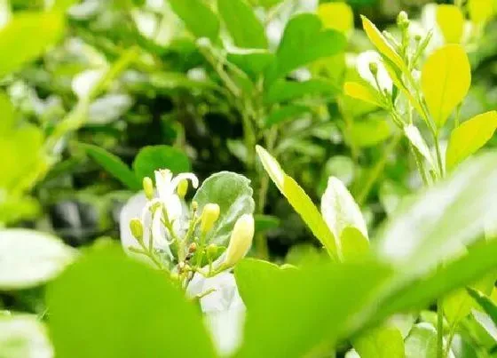 植物常识问题|冬季怎么养护米兰安全过冬