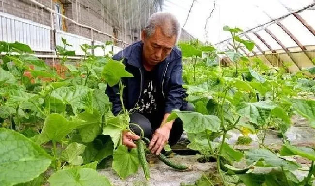 植物常识问题|黄瓜苗很小就长小黄瓜怎么回事（黄瓜苗很小就开花了）