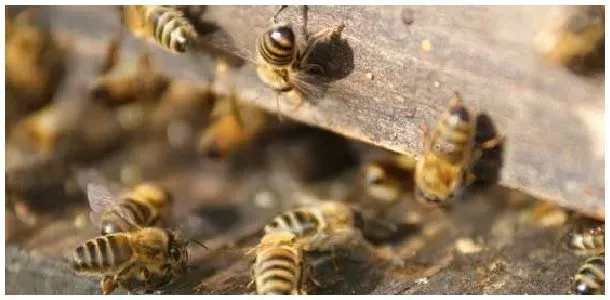 自然分蜂好还是人工分蜂好？ | 农业问题