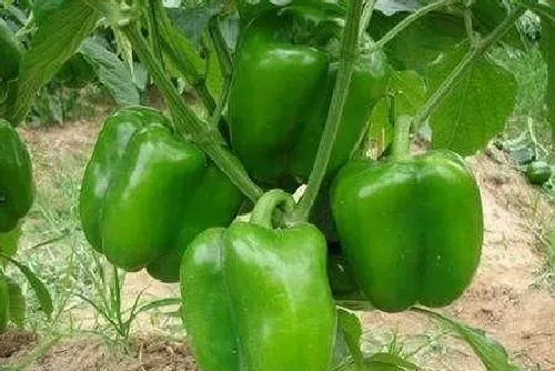 植物常识问题|越夏甜椒怎么提高座果率（甜椒的种植技术与管理方法）