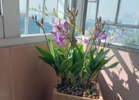 植物常识问题|平时如何养护石斛兰