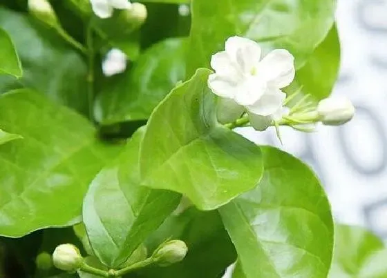 植物常识问题|茉莉花什么颜色 常见品种的颜色样子（图片）