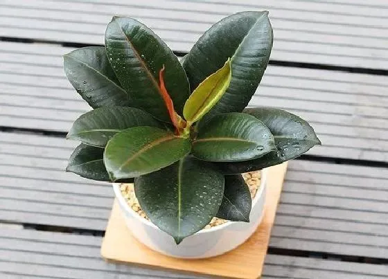 植物常识问题|橡皮树叶片比较瘦小是什么原因