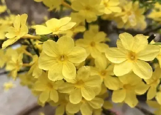 植物常识问题|探春花怎样养殖让它开出鲜艳的花来