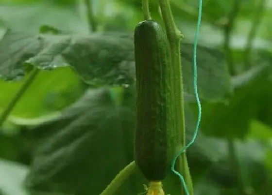 植物常识问题|黄瓜苦味瓜的产生原因及预防措施（造成黄瓜发苦的原因）