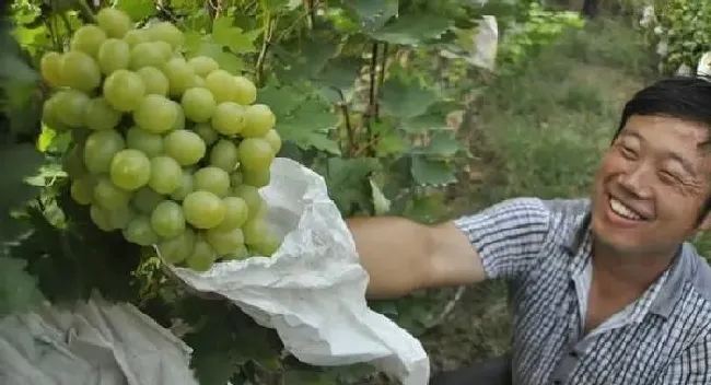 植物常识问题|葡萄什么时候套袋最合适（为什么葡萄要用袋子套起来）