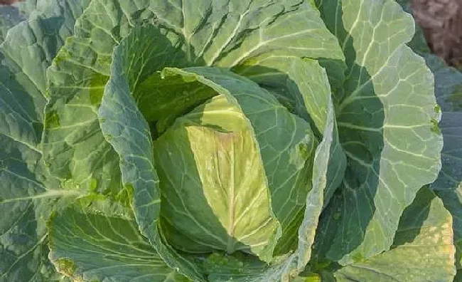 植物常识问题|莲花白不包心怎么办（用什么办法能让白菜快速包心）