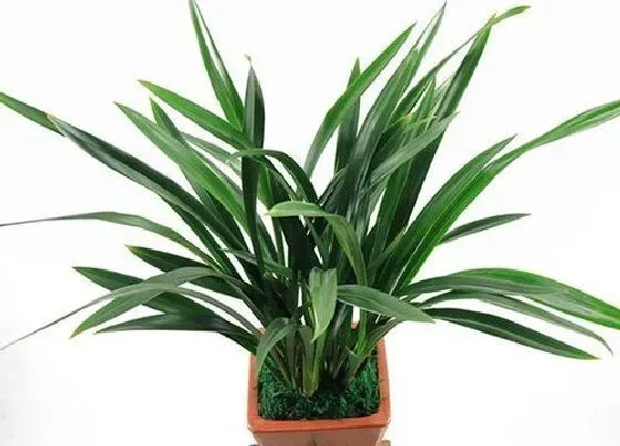 植物常识问题|7月高温养护兰花如何做好加减法