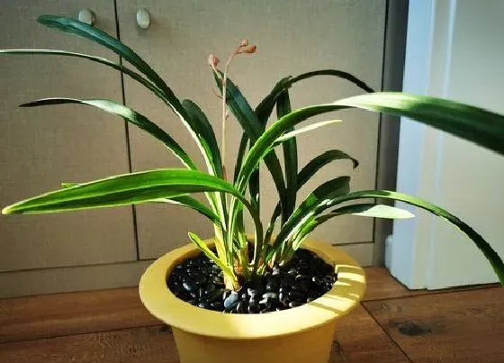 植物常识问题|夏季高温如何避免兰花根腐茎腐